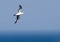 Lord Howe Island_20061210_040